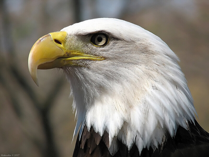 Close-up of a bald eagle