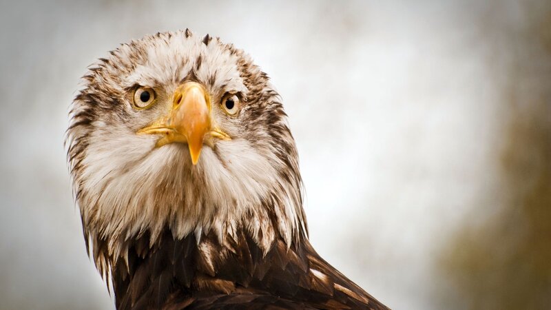 Close-up of a bald eagle