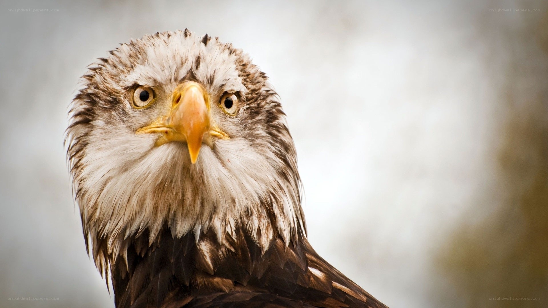 Close-up of a bald eagle