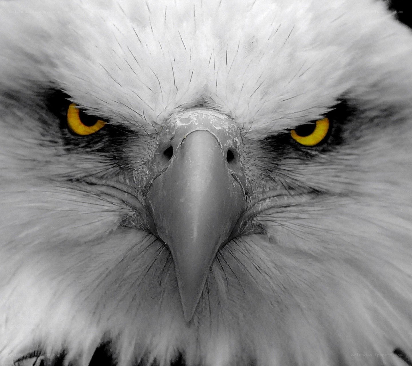 Close-up of a bald eagle's face