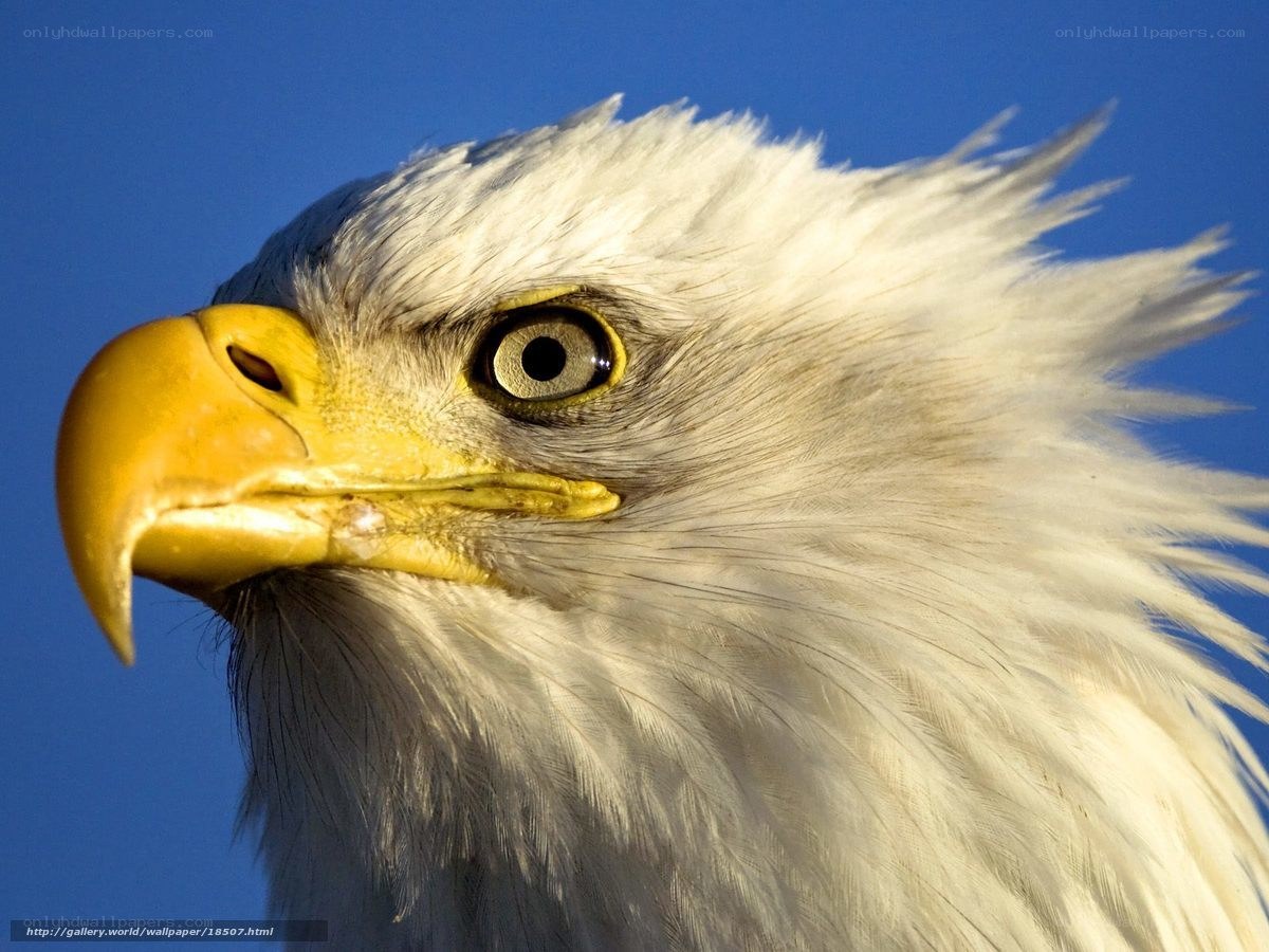 Close-up of a bald eagle