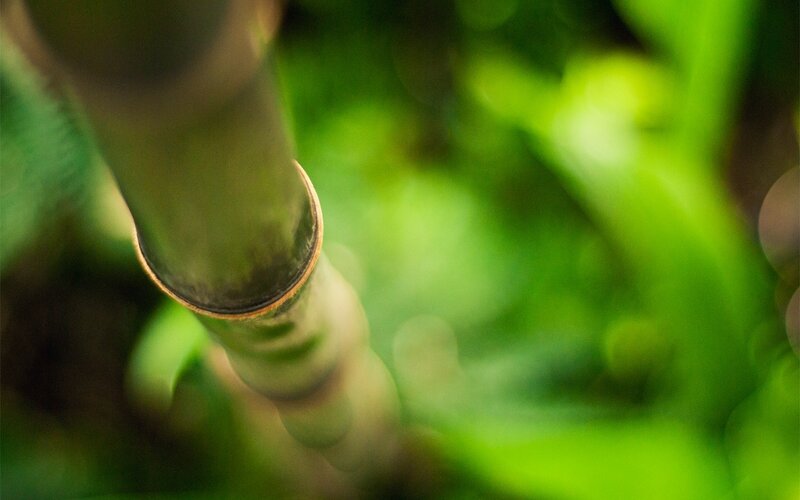 Close-up of a bamboo stalk