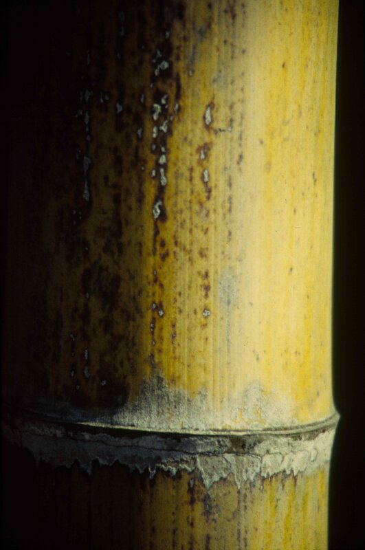 Close-up of a bamboo stalk