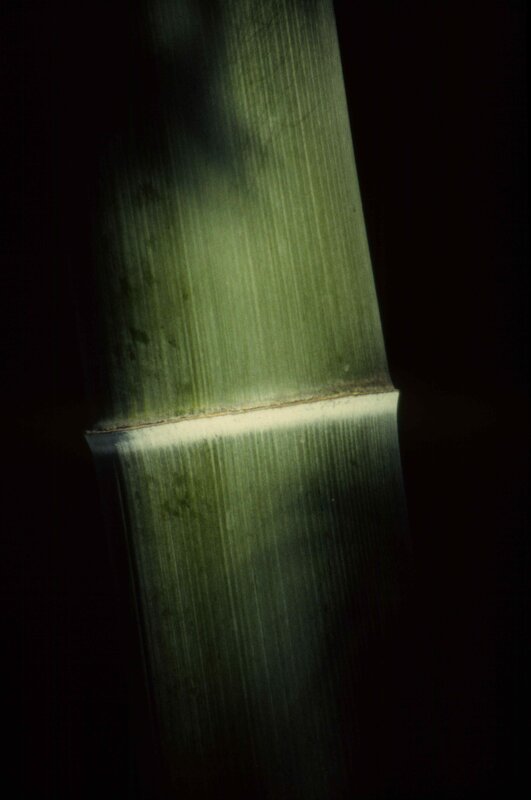 Close-up of a bamboo stalk