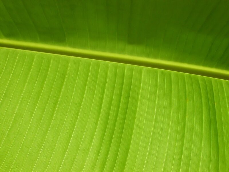 Close-up of a banana leaf