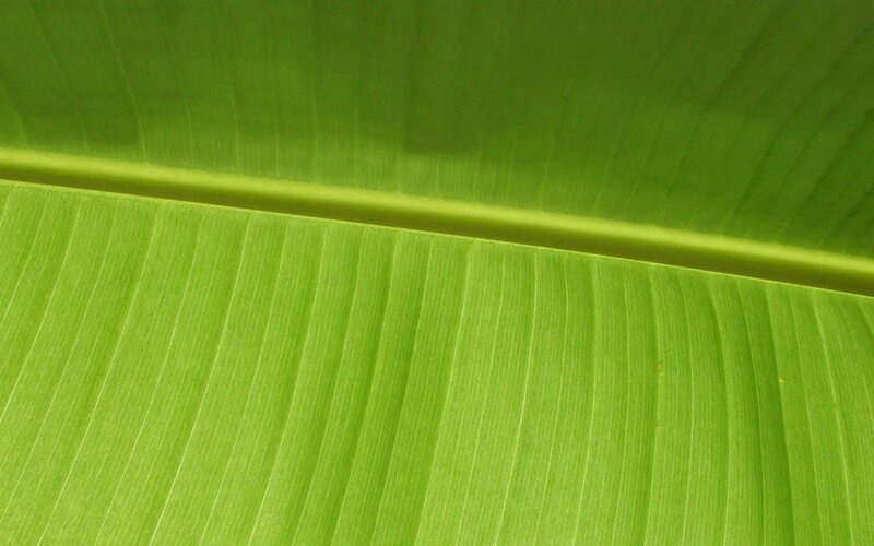 Close-up of a banana leaf