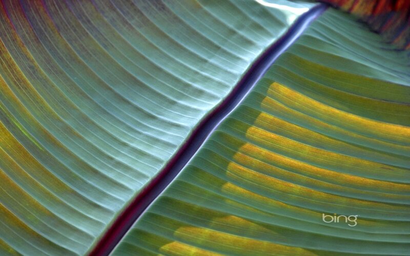 Close-up of a banana leaf