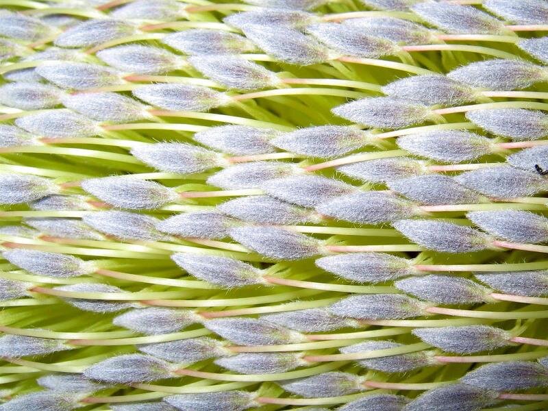 Close-up of a Banksia Flower — Green