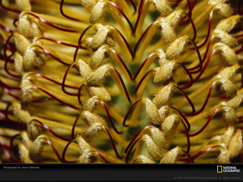 Close-up of a Banksia Flower — Yellow