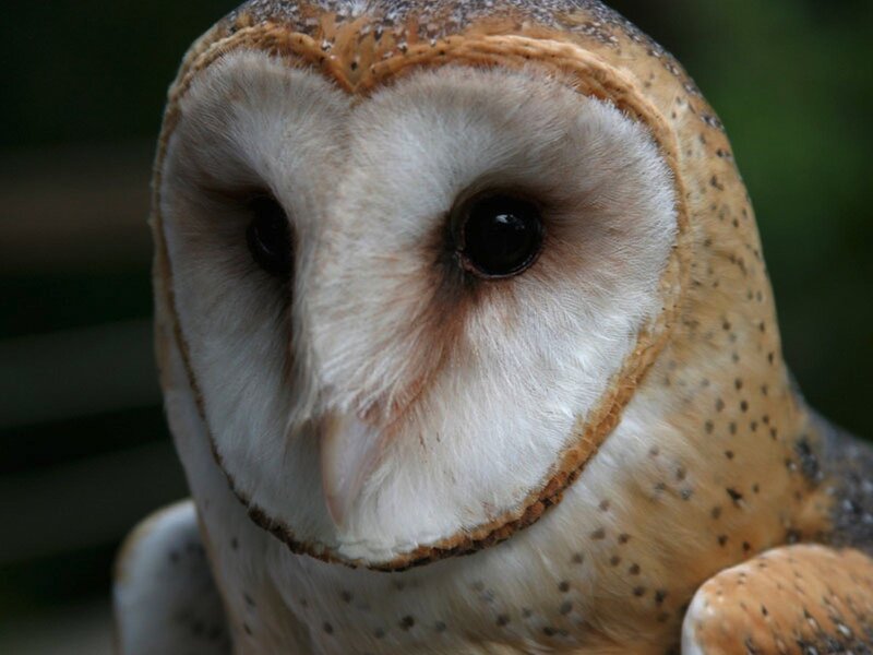 close-up of a barn owl