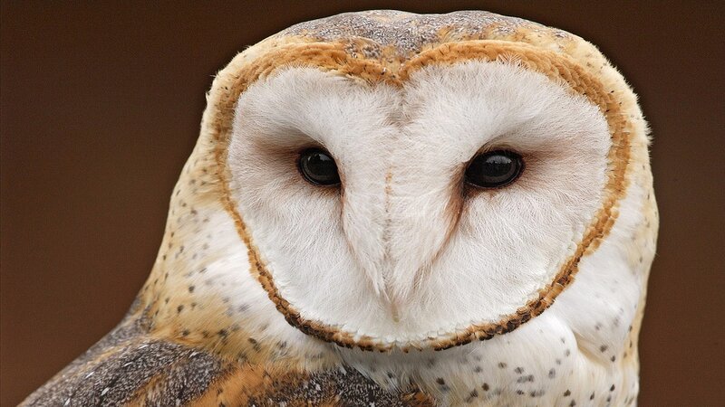 close-up of a barn owl