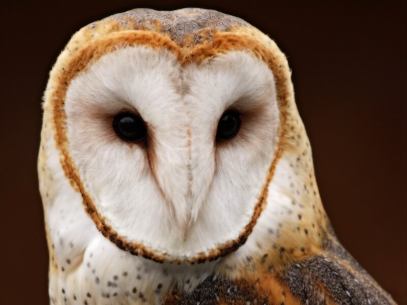 close-up of a barn owl