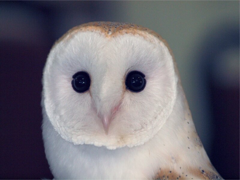 close-up of a barn owl