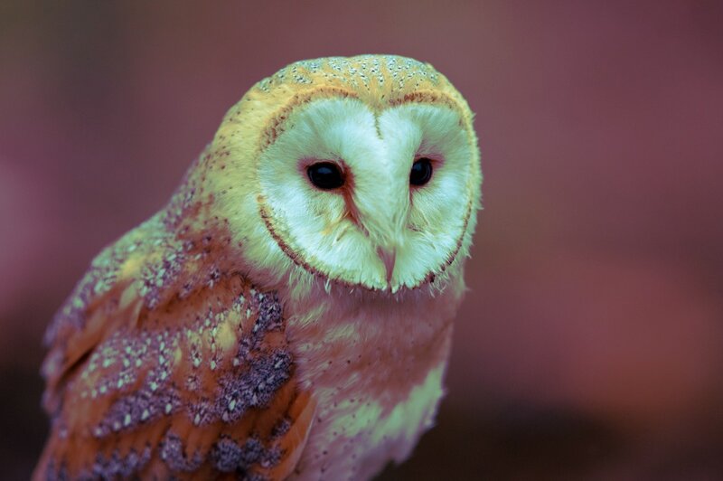 close-up of a barn owl