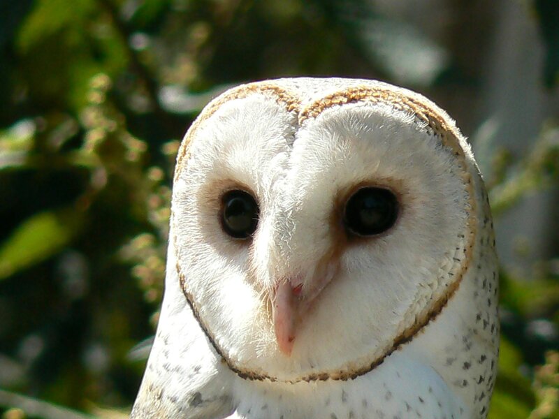 close-up of a barn owl