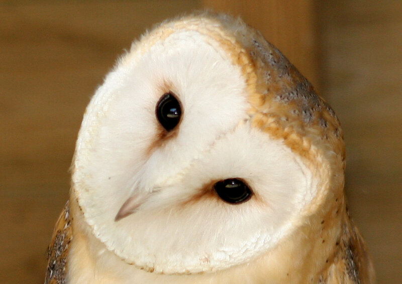 close-up of a barn owl