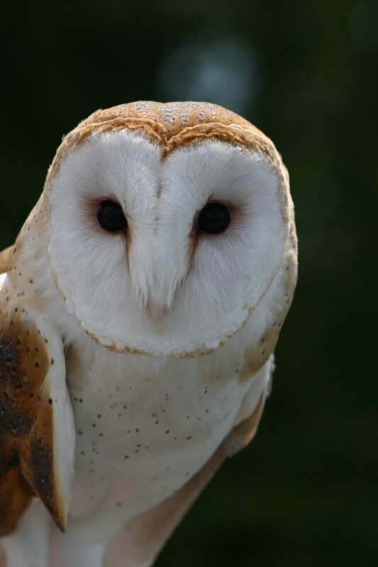 close-up of a barn owl