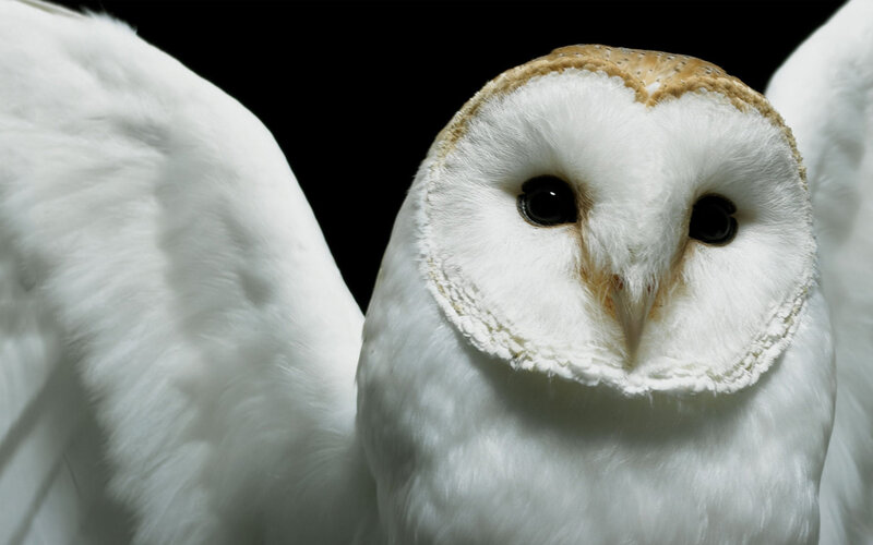 Close-up of a barn owl