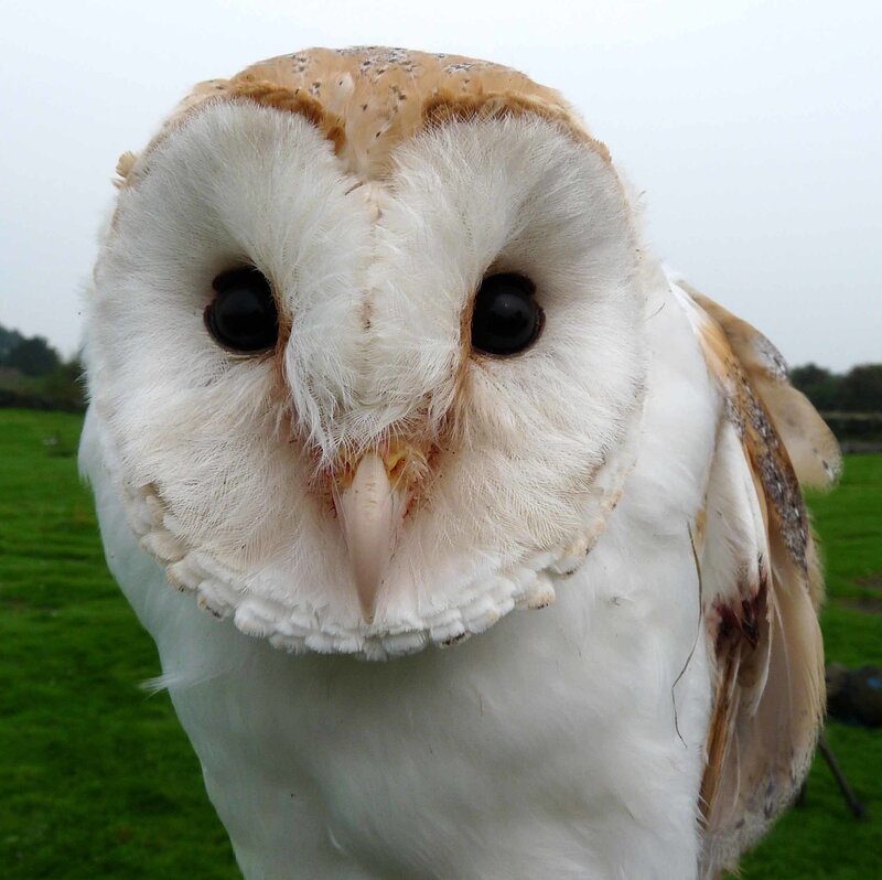 close-up of a barn owl