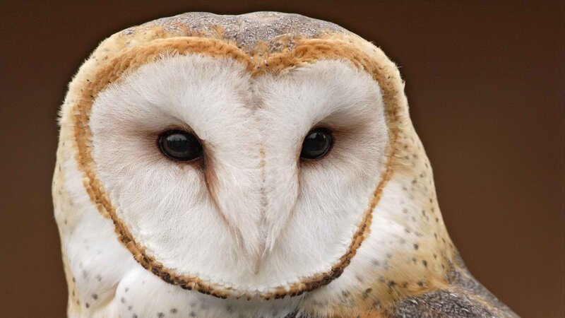 close-up of a barn owl
