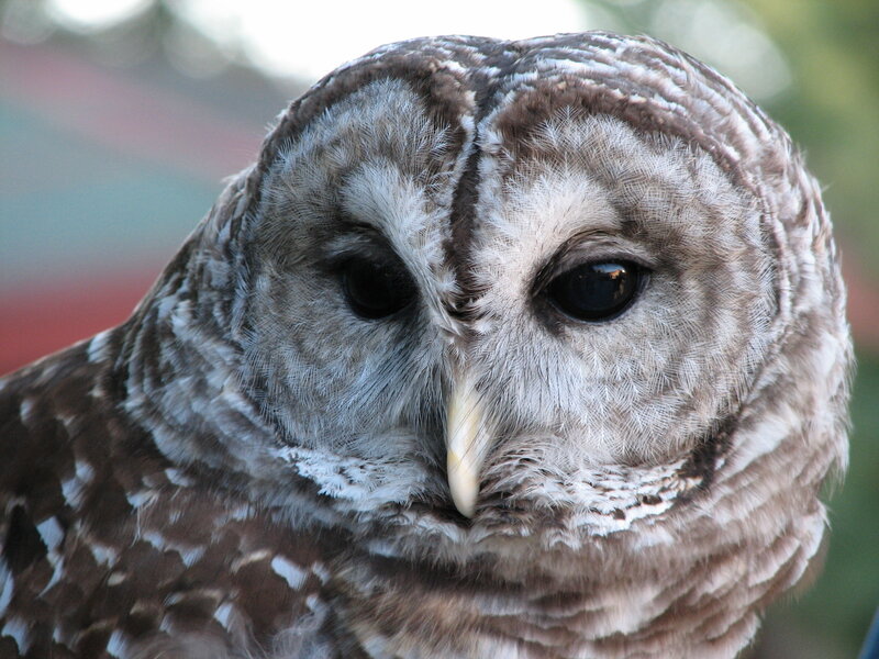 close-up of a barred owl