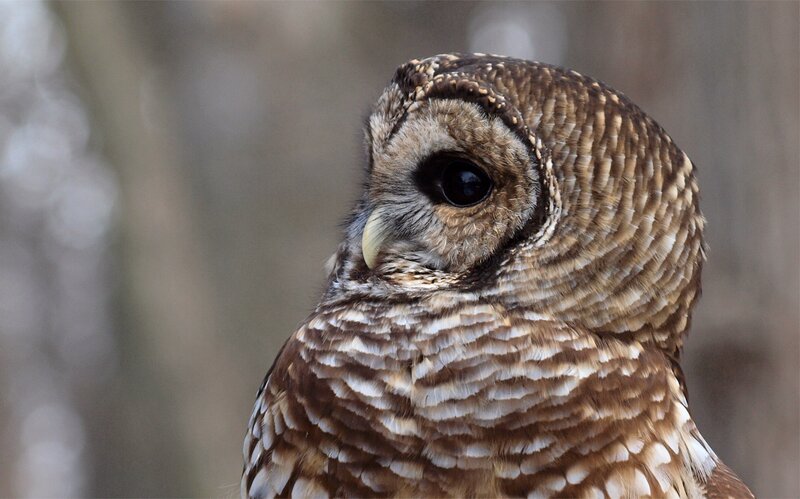 close-up of a barred owl