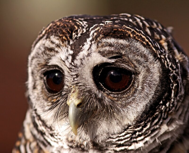 close-up of a barred owl