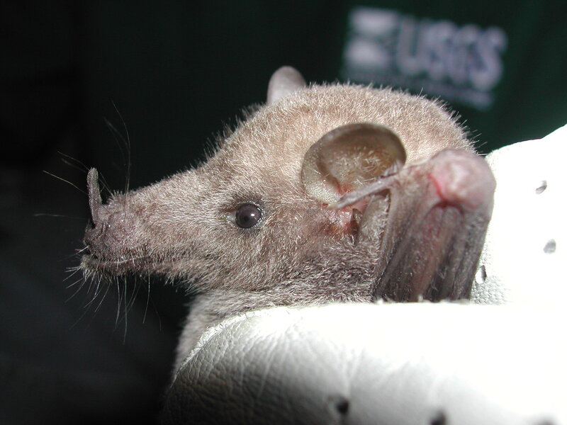 close-up of a bat