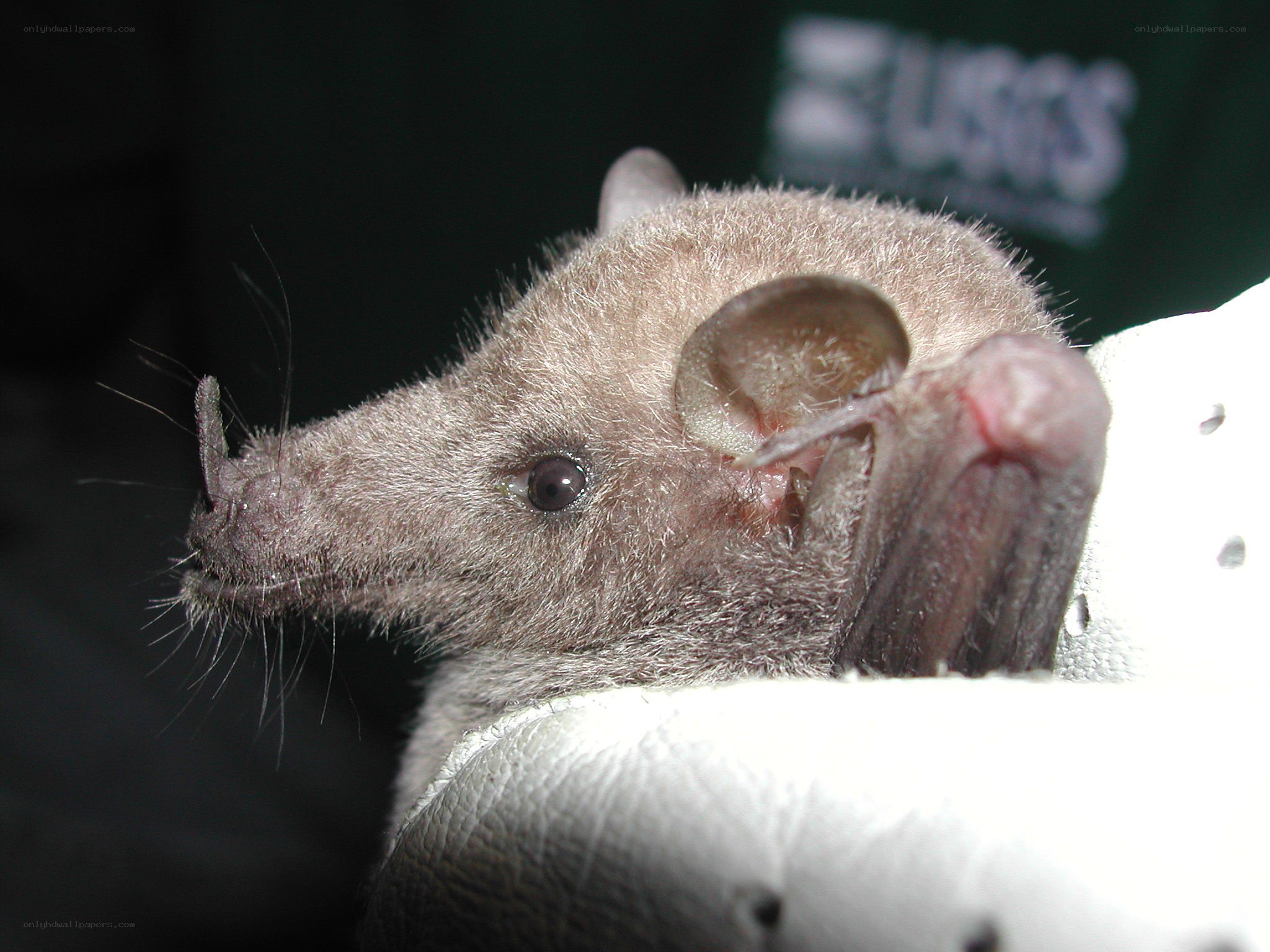 close-up of a bat
