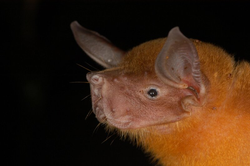 Close-up of a bat