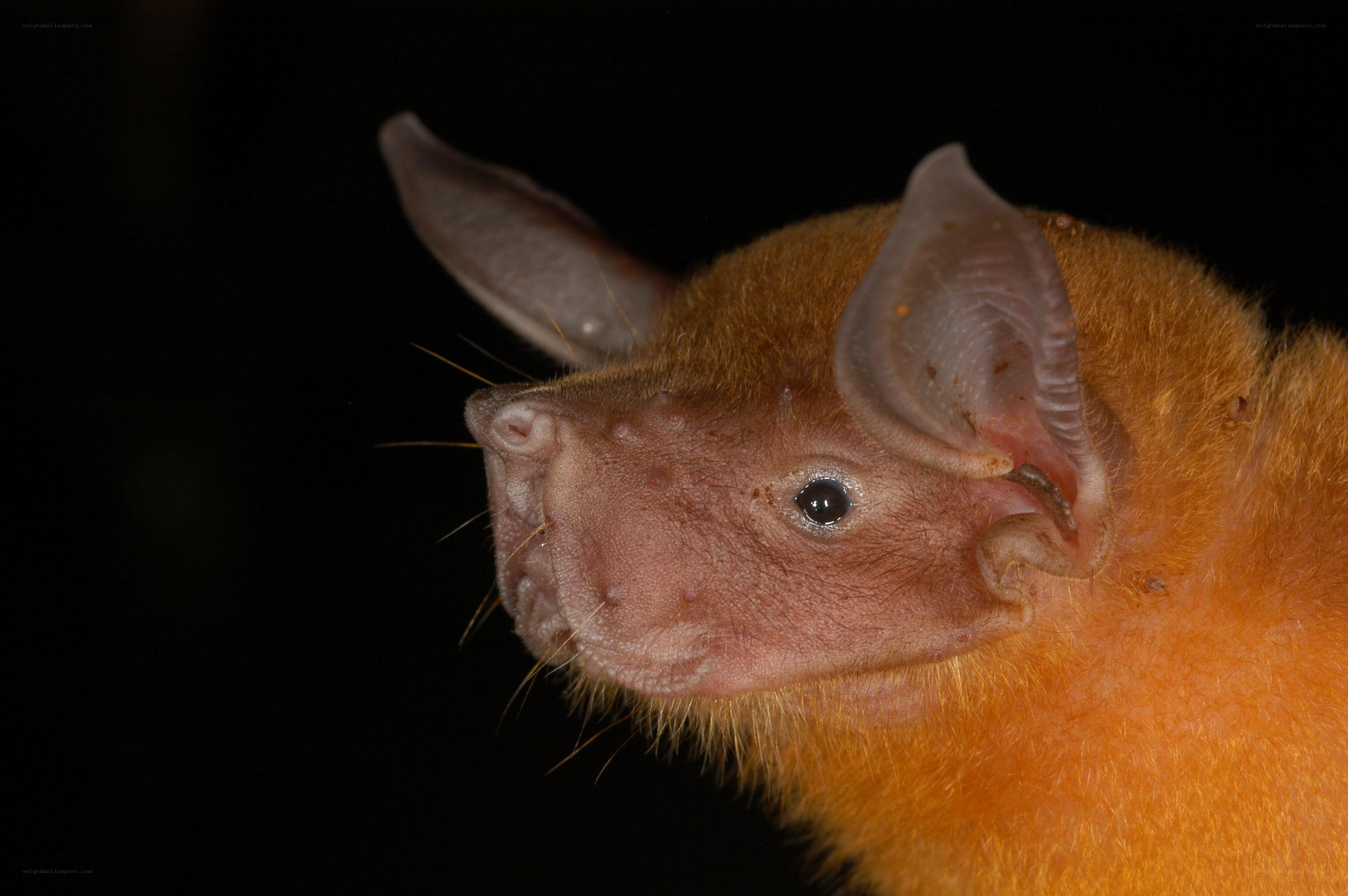 Close-up of a bat