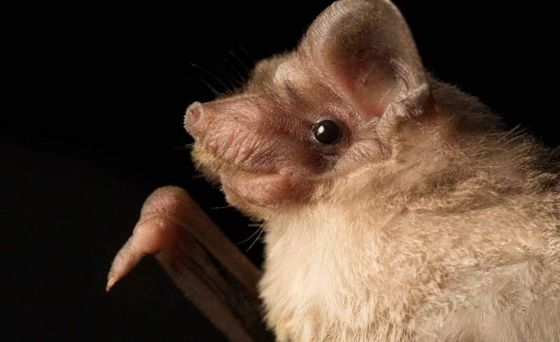 Close-up of a Bat — Brown