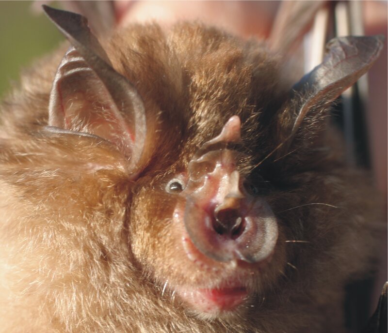 close-up of a bat's face