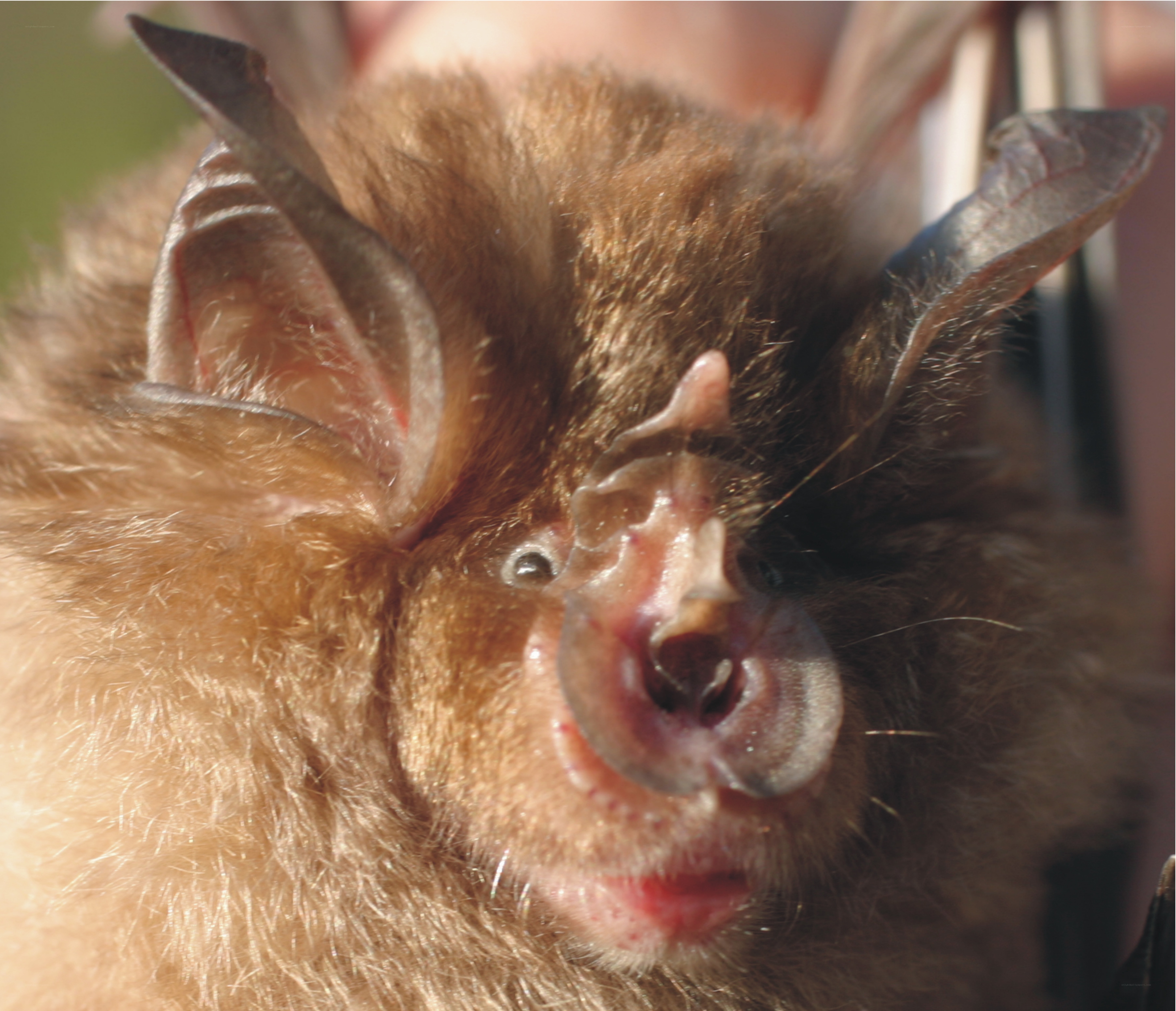 close-up of a bat's face