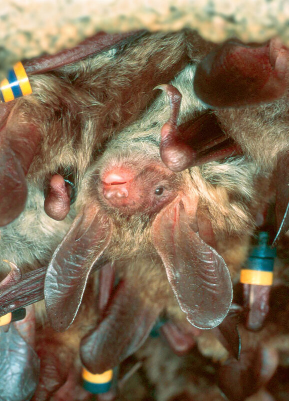 Close-up of a bat with tags
