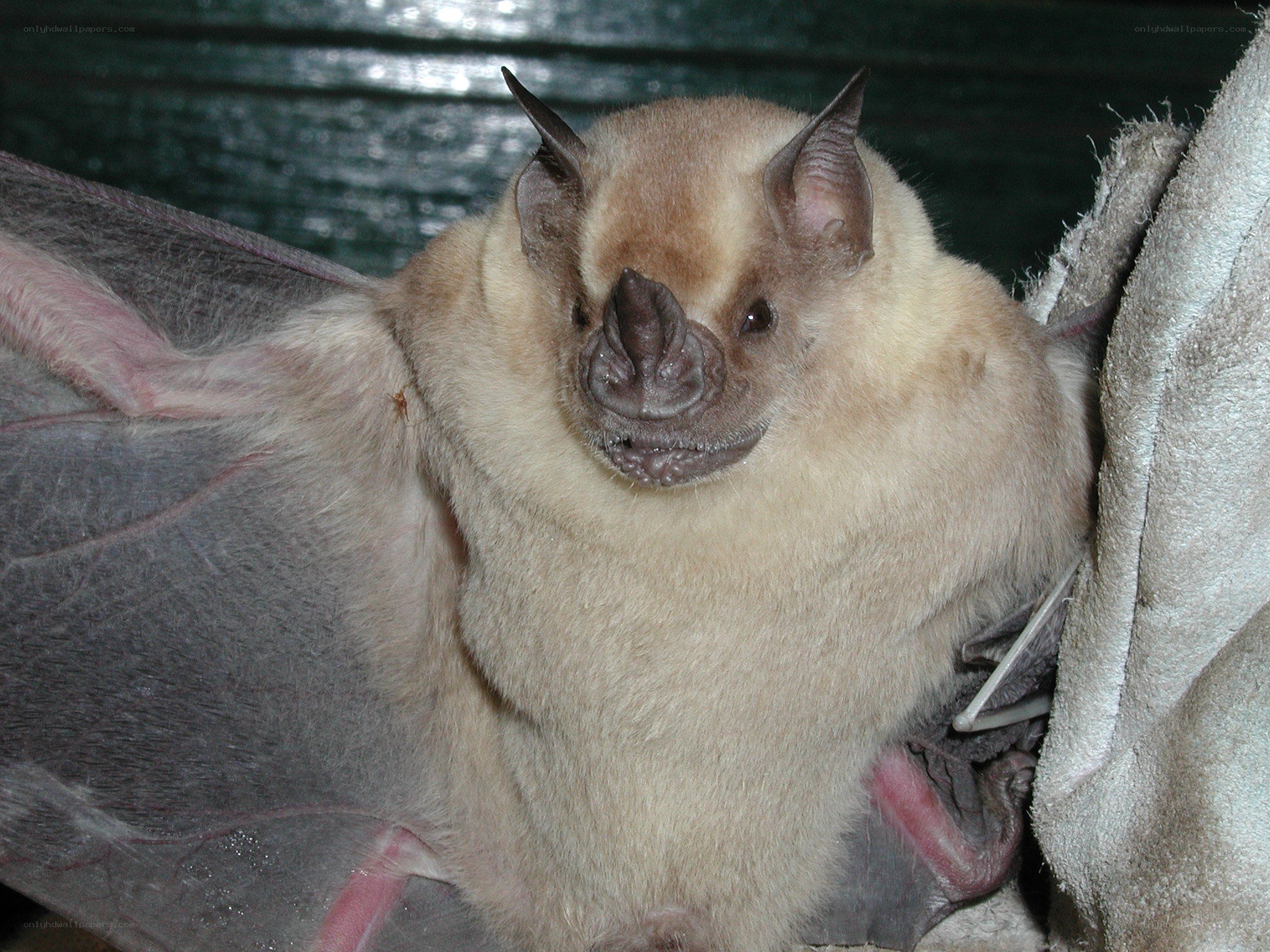 close-up of a bat