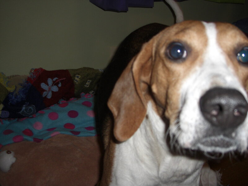 close-up of a beagle dog