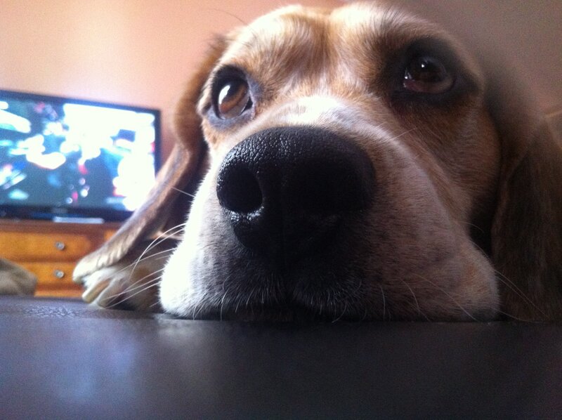 close-up of a beagle dog