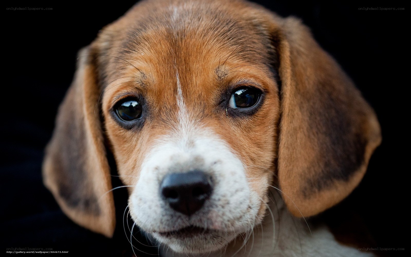 close-up of a beagle puppy