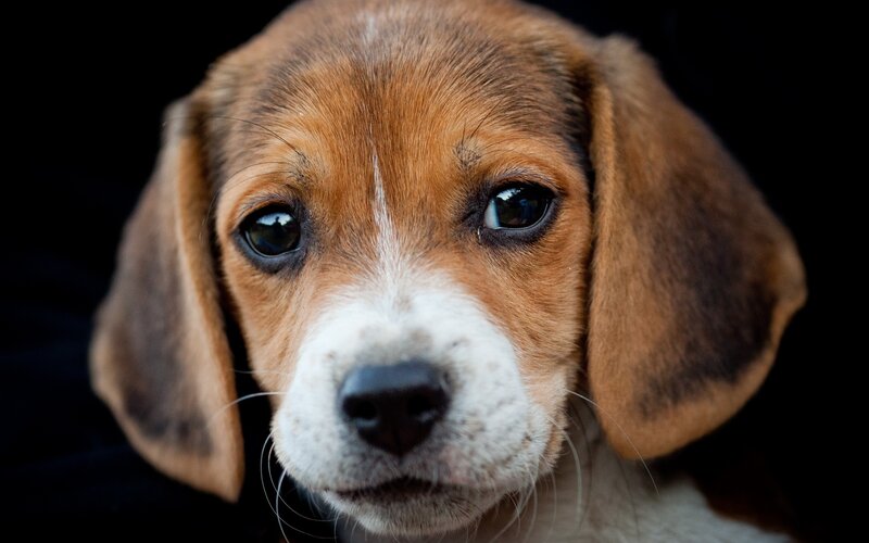 close-up of a beagle puppy