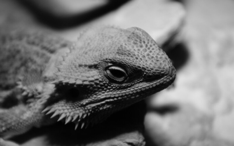 close-up of a bearded dragon