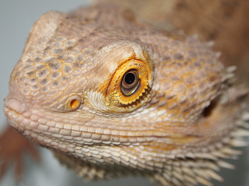 close-up of a bearded dragon