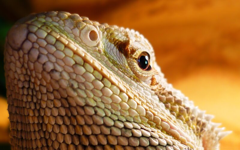 close-up of a bearded dragon