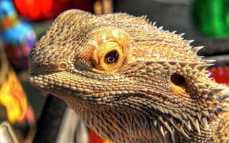 close-up of a bearded dragon