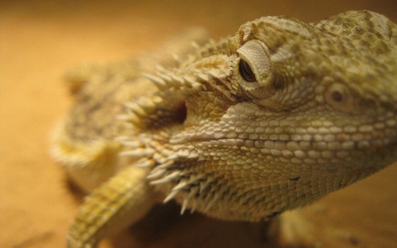 close-up of a bearded dragon
