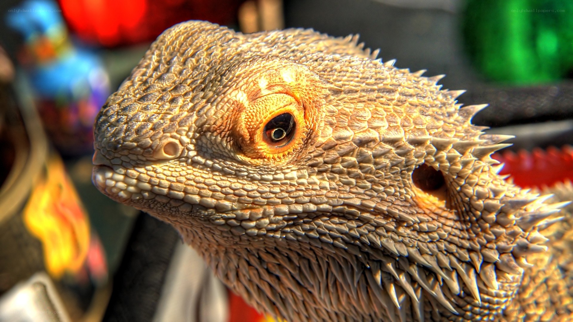 close-up of a bearded dragon