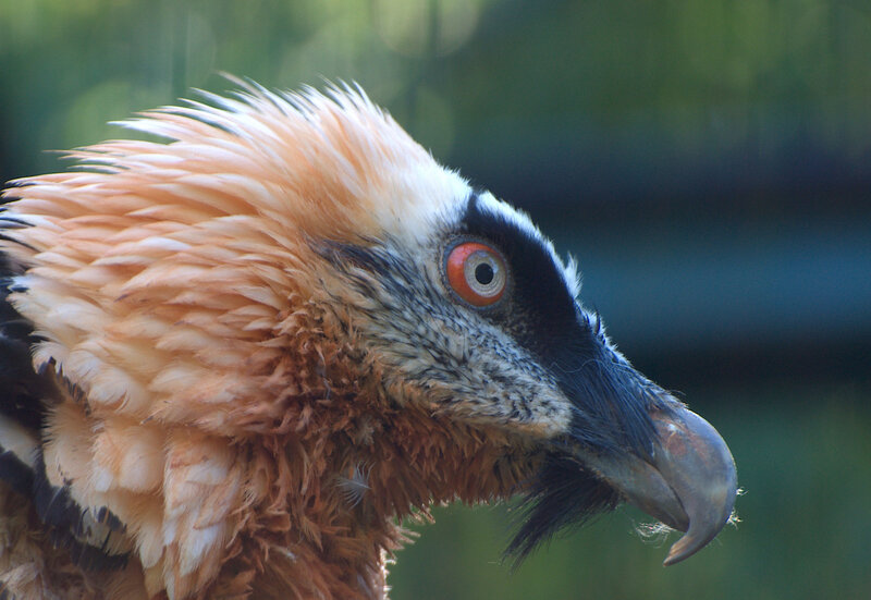 Close-up of a Bearded Vulture — Brown