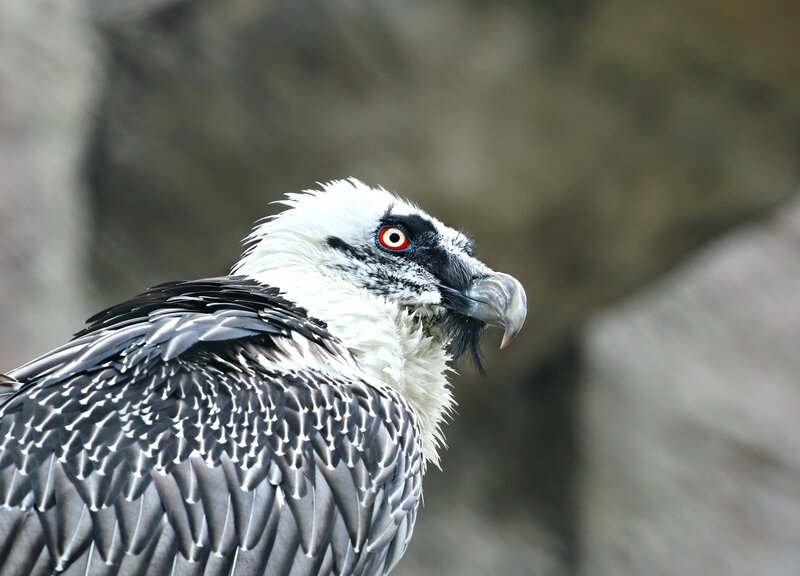 close-up of a bearded vulture