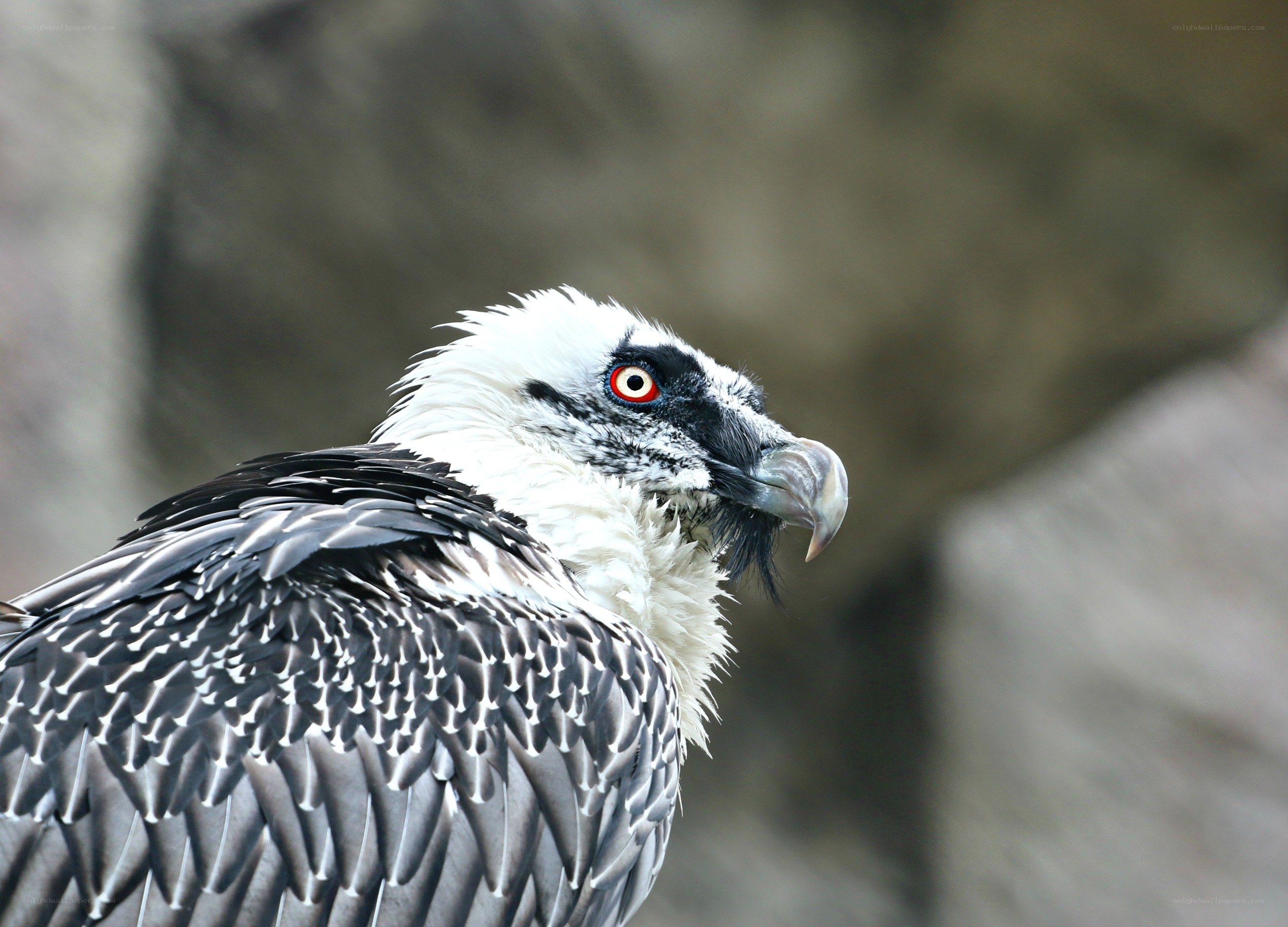 close-up of a bearded vulture