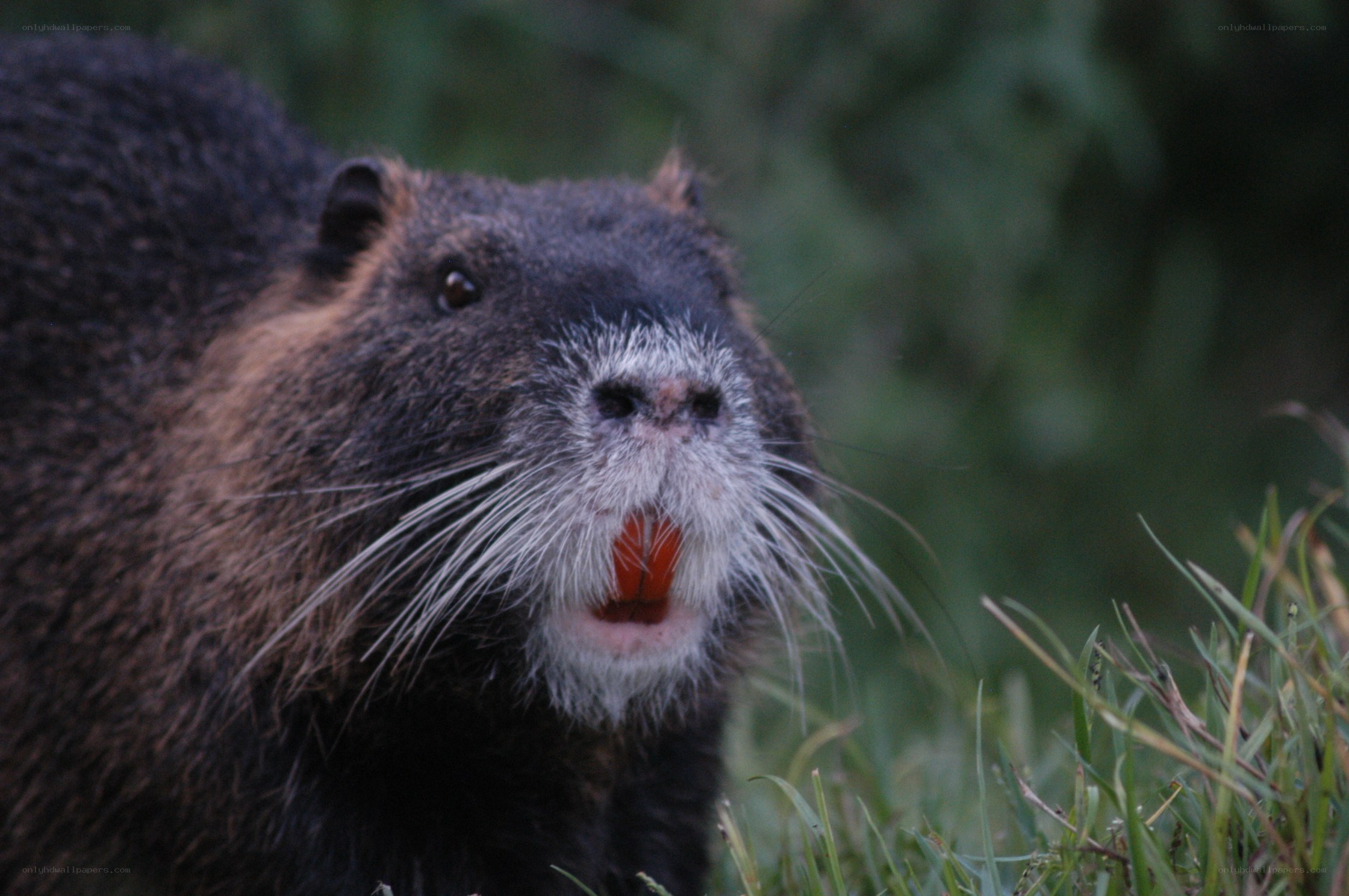 close-up of a beaver
